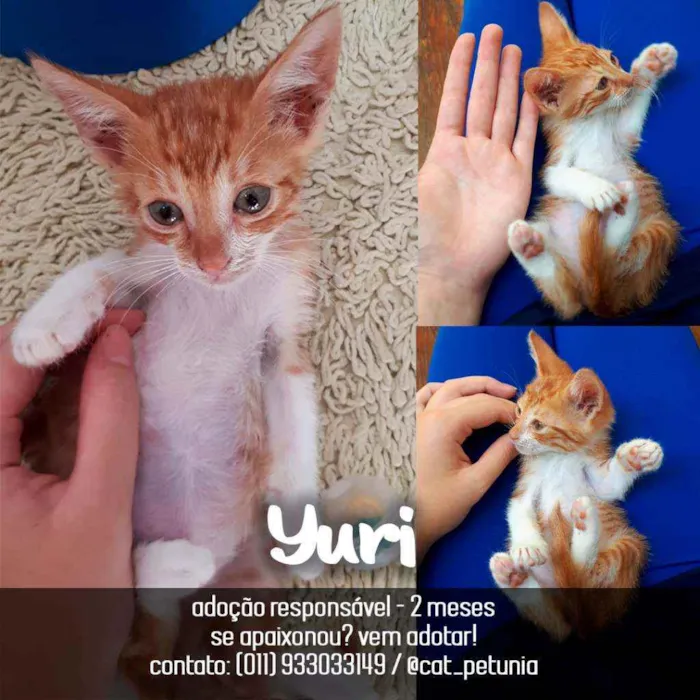 Gato raça SRD - SEM RAÇA DEFINIDA idade 2 a 6 meses nome Yuri