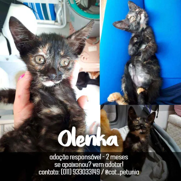 Gato ra a SRD - SEM RAÇA DEFINIDA idade 2 a 6 meses nome Olenka