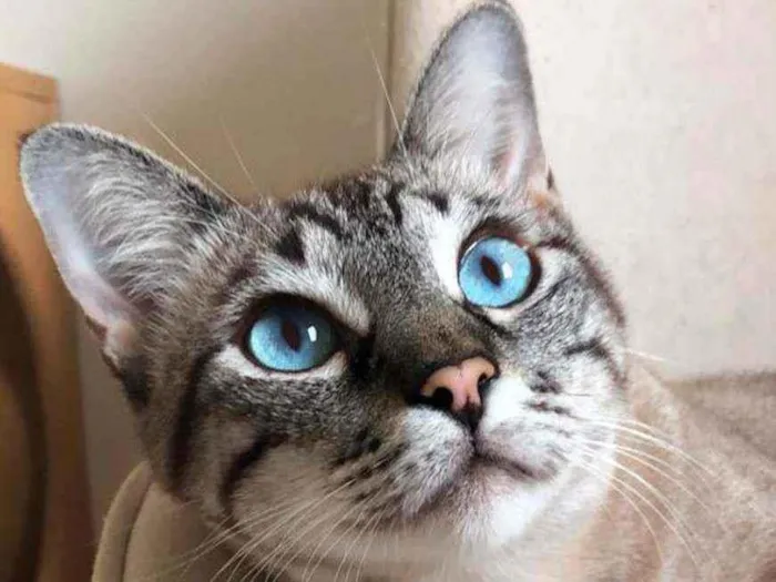 Gato raça SRD - SEM RAÇA DEFINIDA idade 7 a 11 meses nome Alexia