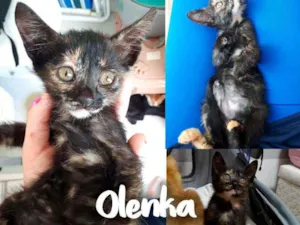 Gato raça SRD - SEM RAÇA DEFINIDA idade 2 a 6 meses nome Olenka