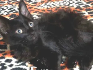 Gato raça SRD - SEM RAÇA DEFINIDA idade 2 a 6 meses nome Pretinha