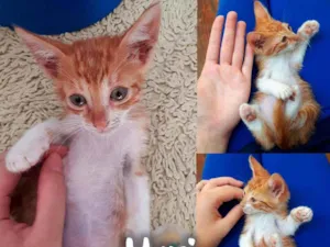Gato raça SRD - SEM RAÇA DEFINIDA idade 2 a 6 meses nome Yuri