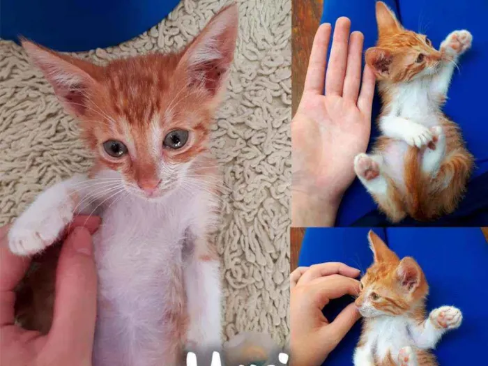 Gato raça SRD - SEM RAÇA DEFINIDA idade 2 a 6 meses nome Yuri