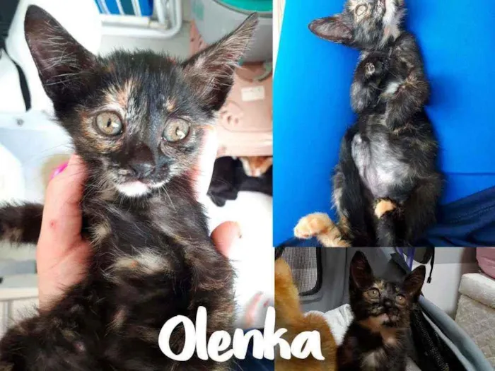 Gato ra a SRD - SEM RAÇA DEFINIDA idade 2 a 6 meses nome Olenka