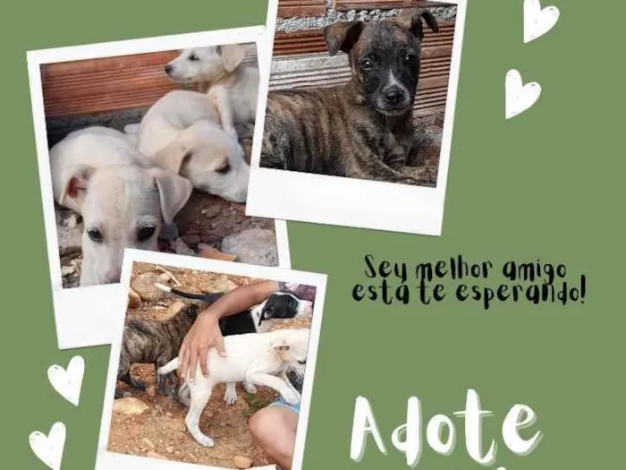 Cachorro ra a Não sei  idade Abaixo de 2 meses nome Não tem nome