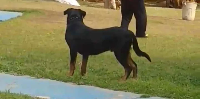 Cachorro ra a Rottweiler idade 6 ou mais anos nome Morena e sanção