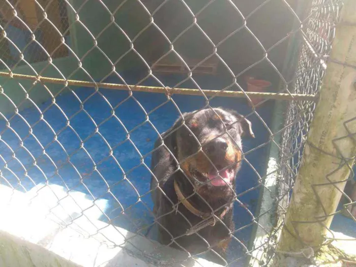 Cachorro ra a Rottweiler idade 6 ou mais anos nome Morena e sanção