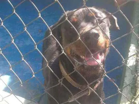 Cachorro ra a Rottweiler idade 6 ou mais anos nome Morena e sanção