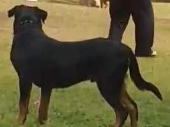 Cachorro ra a Rottweiler idade 6 ou mais anos nome Morena e sanção