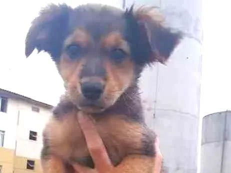 Cachorro ra a Sem raça definida  idade 2 a 6 meses nome Não sei 