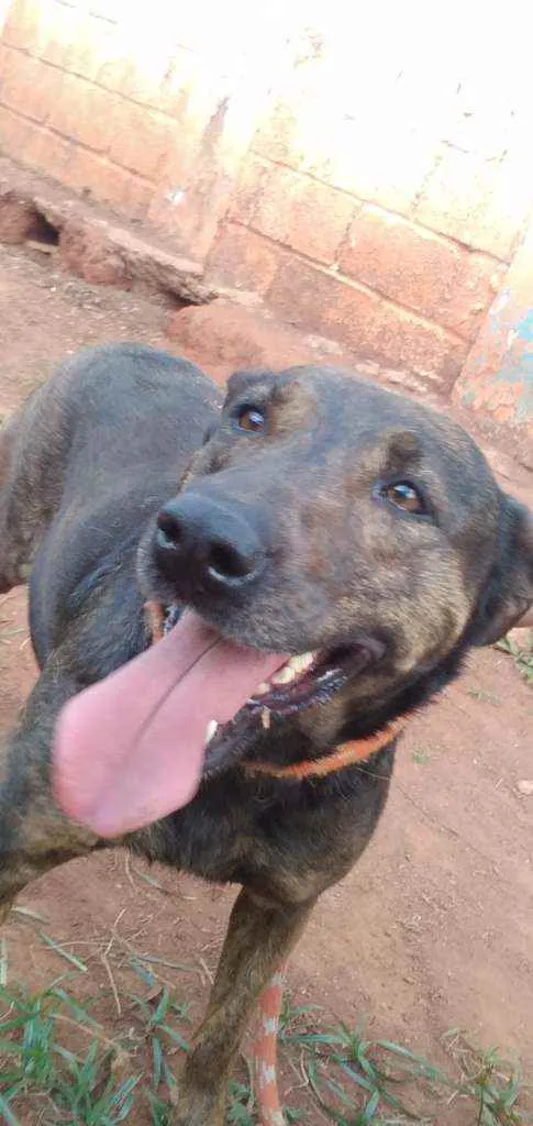 Cachorro ra a SRD idade 5 anos nome Luz