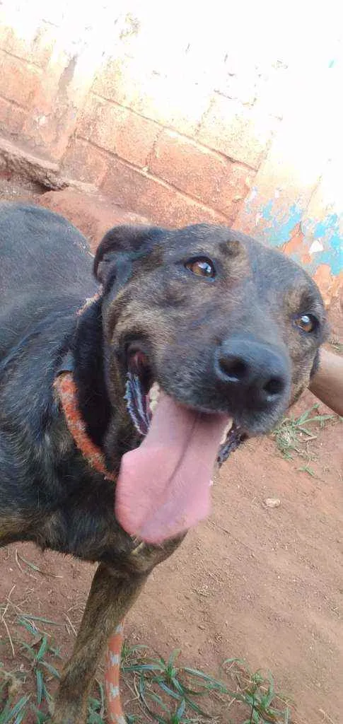 Cachorro ra a SRD idade 5 anos nome Luz