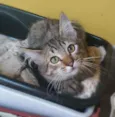 Gato raça s idade 2 a 6 meses nome Thunder