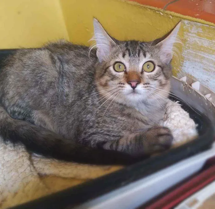 Gato raça s idade 2 a 6 meses nome Thunder