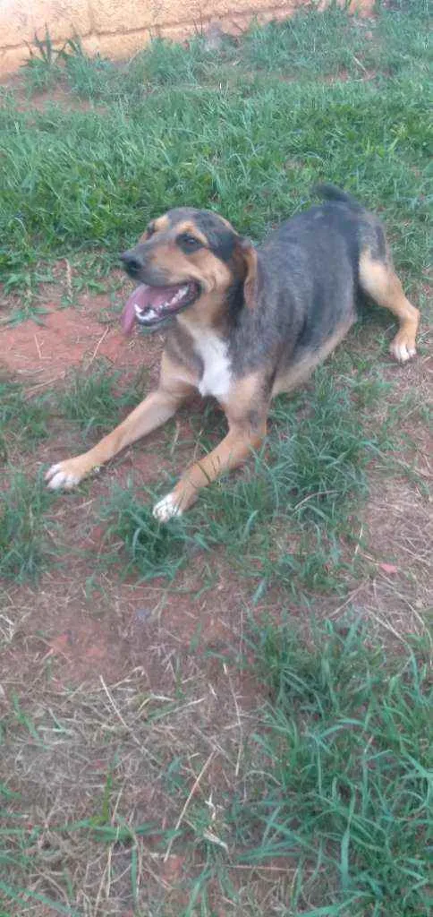 Cachorro ra a SRD idade 1 ano nome Carambola