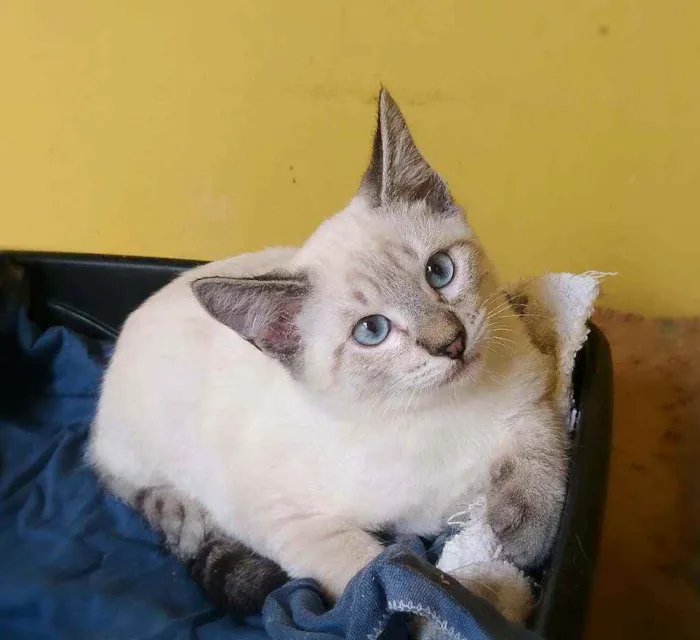 Gato ra a srd idade 2 a 6 meses nome Thunder