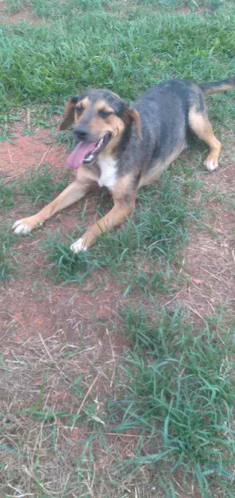 Cachorro ra a SRD idade 1 ano nome Carambola