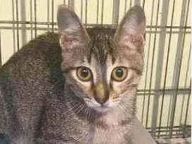 Gato raça srd idade 2 a 6 meses nome Tarsila