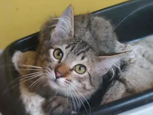 Gato raça s idade 2 a 6 meses nome Thunder