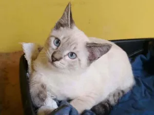 Gato raça srd idade 2 a 6 meses nome Thunder