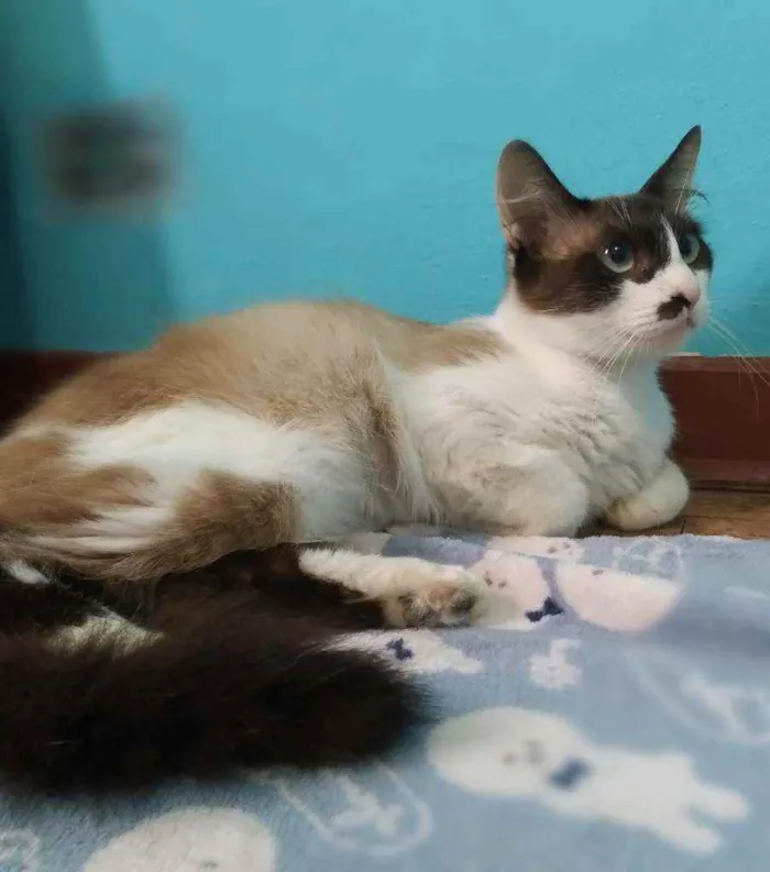 Gato ra a srd idade 2 anos nome Ingvi