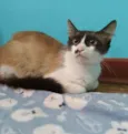 Ingvi