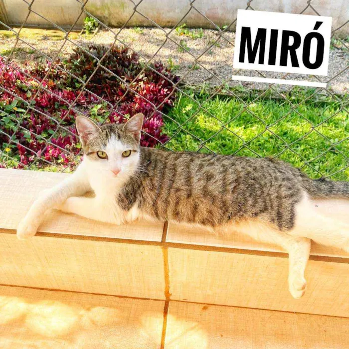 Gato ra a SRD idade 2 a 6 meses nome Miró