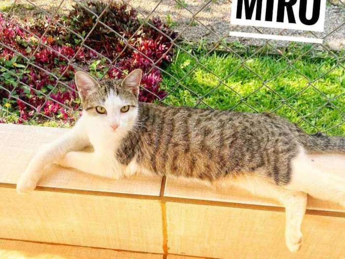 Gato ra a SRD idade 2 a 6 meses nome Miró