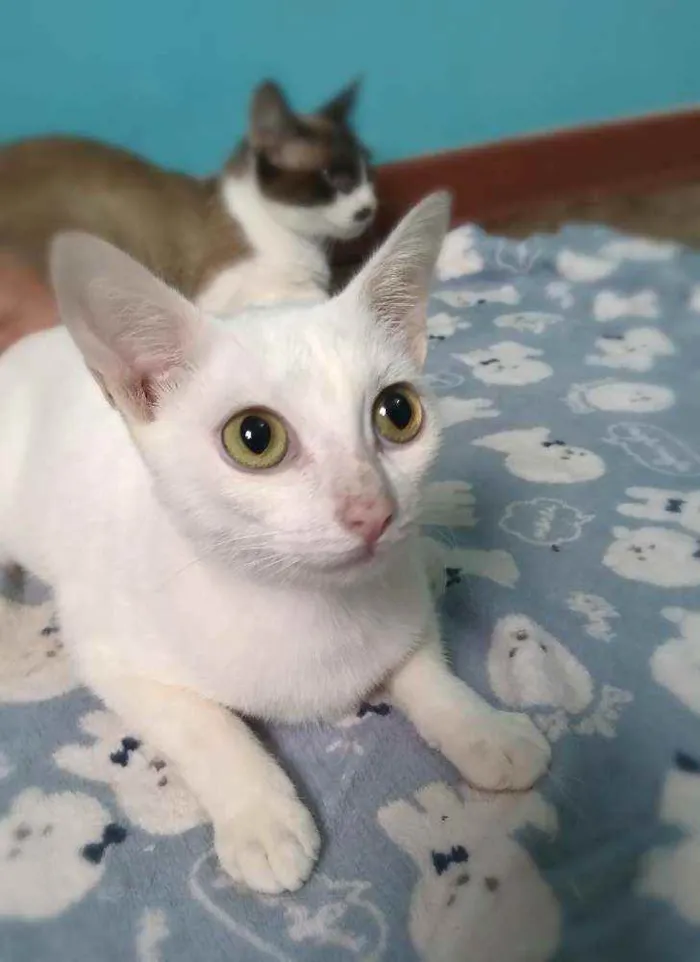 Gato raça srd idade 2 anos nome Ingvi