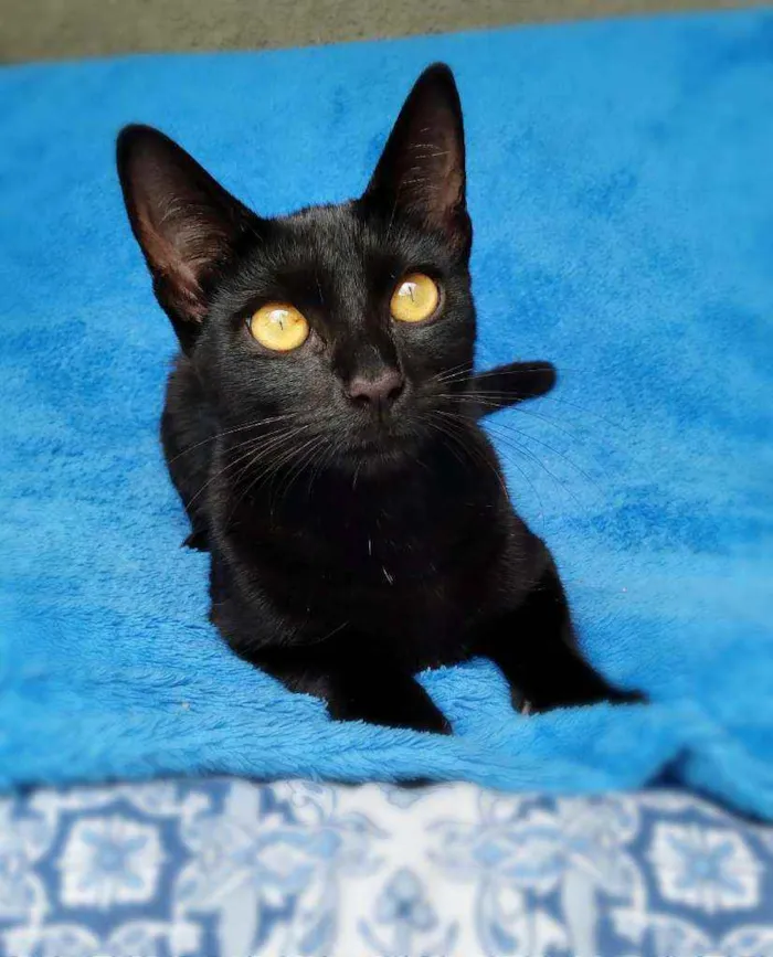 Gato ra a srd idade 7 a 11 meses nome Linna