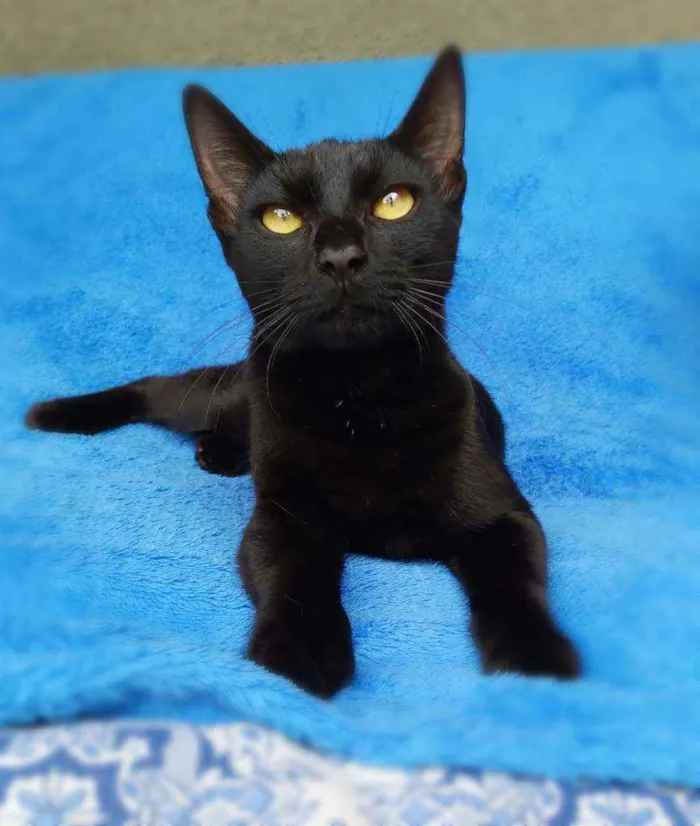 Gato ra a srd idade 7 a 11 meses nome Linna