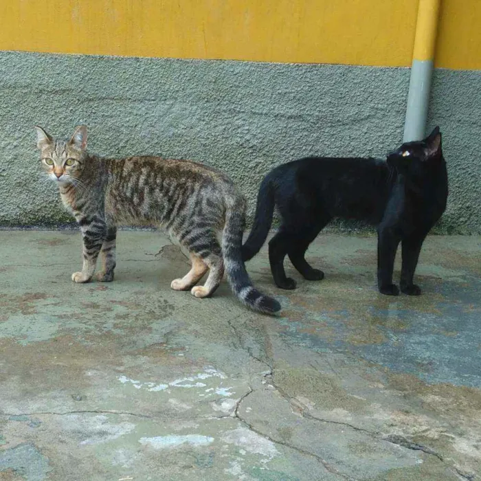 Gato ra a srd idade 7 a 11 meses nome Linna