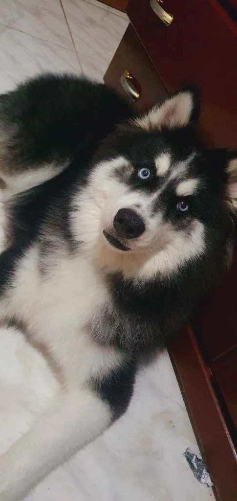 Cachorro ra a Husky siberiano  idade 2 anos nome Luna