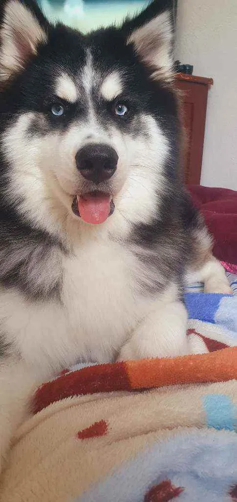 Cachorro ra a Husky siberiano  idade 2 anos nome Luna