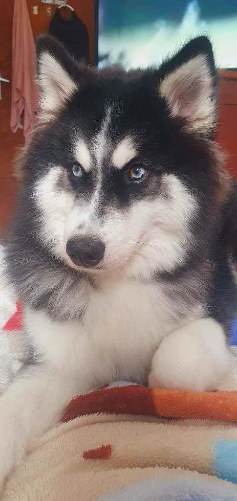 Cachorro ra a Husky siberiano  idade 2 anos nome Luna