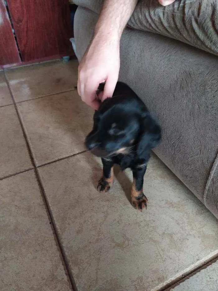 Cachorro ra a Sem raça definida idade Abaixo de 2 meses nome Filhote sem nome