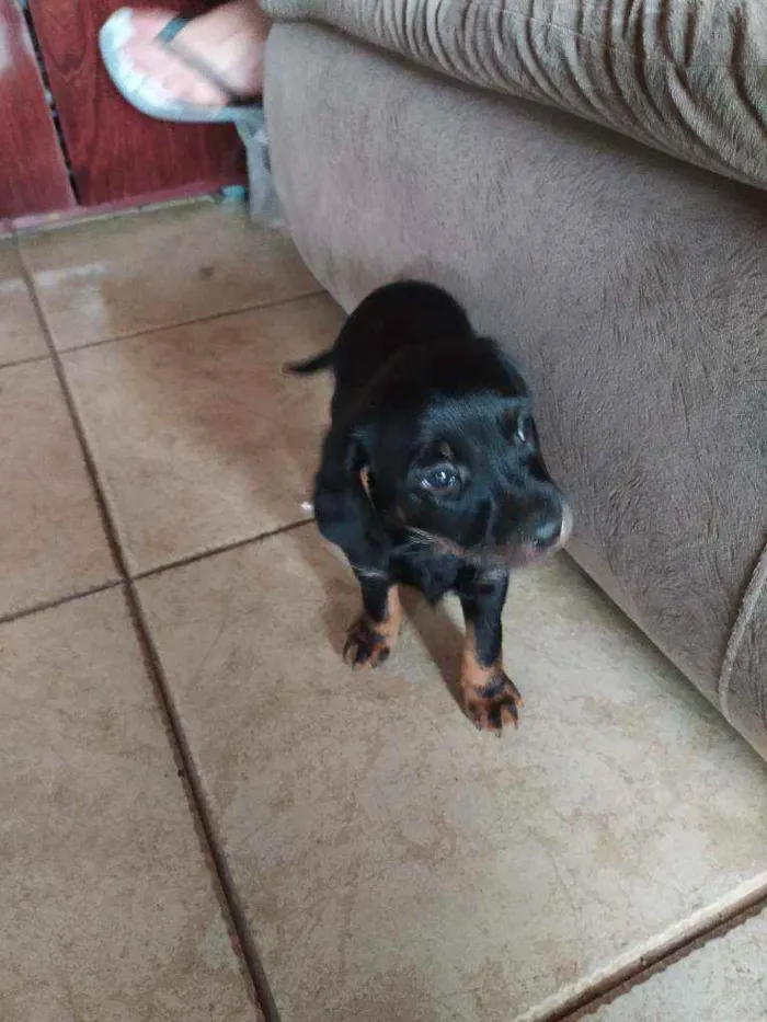 Cachorro ra a Sem raça definida idade Abaixo de 2 meses nome Filhote sem nome def