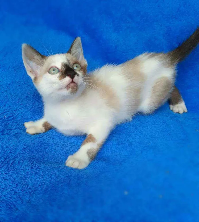Gato ra a srd idade 2 a 6 meses nome Liv