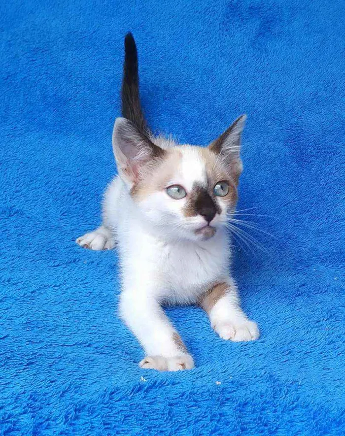 Gato ra a srd idade 2 a 6 meses nome Liv