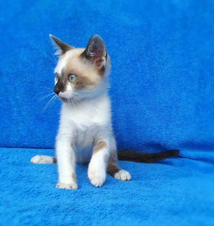 Gato ra a srd idade 2 a 6 meses nome Liv