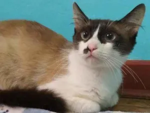 Gato raça srd idade 2 anos nome Ingvi
