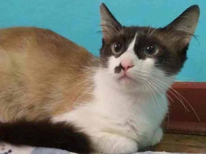 Gato ra a srd idade 2 anos nome Ingvi