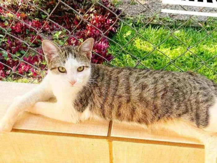 Gato ra a SRD idade 2 a 6 meses nome Miró