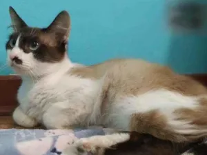 Gato raça srd idade 2 anos nome Ingvi