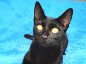 Gato raça srd idade 7 a 11 meses nome Linna