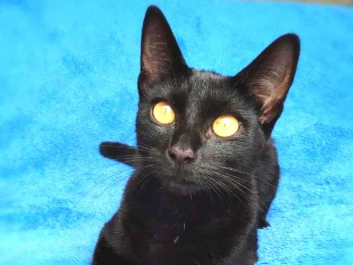 Gato raça srd idade 7 a 11 meses nome Linna