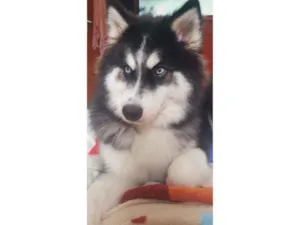 Cachorro raça Husky siberiano  idade 2 anos nome Luna