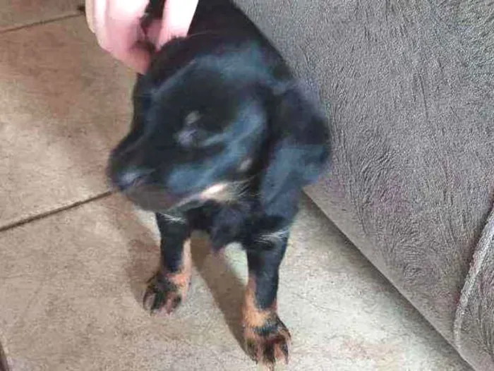 Cachorro ra a Sem raça definida idade Abaixo de 2 meses nome Filhote sem nome