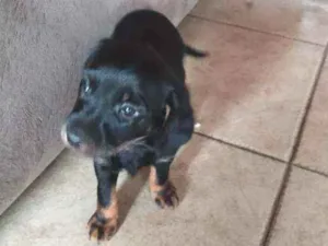 Cachorro raça Sem raça definida idade Abaixo de 2 meses nome Filhote sem nome def