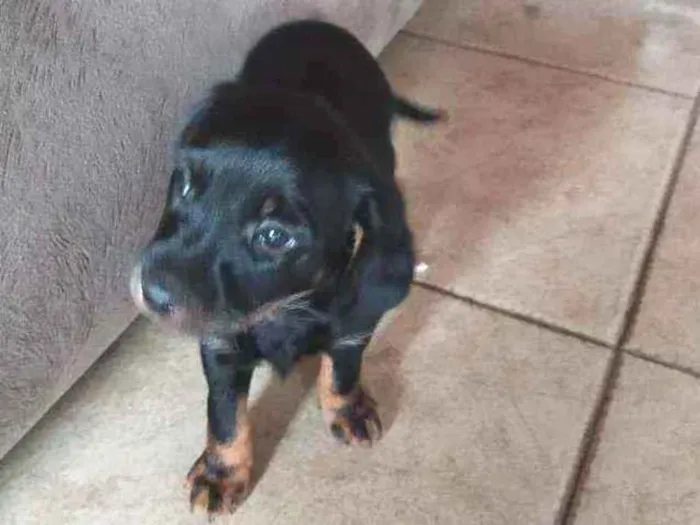 Cachorro ra a Sem raça definida idade Abaixo de 2 meses nome Filhote sem nome def